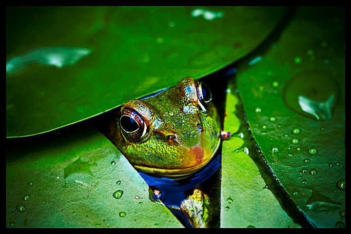 Ribbit