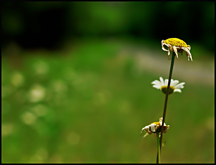 50mm_Day_17.jpg