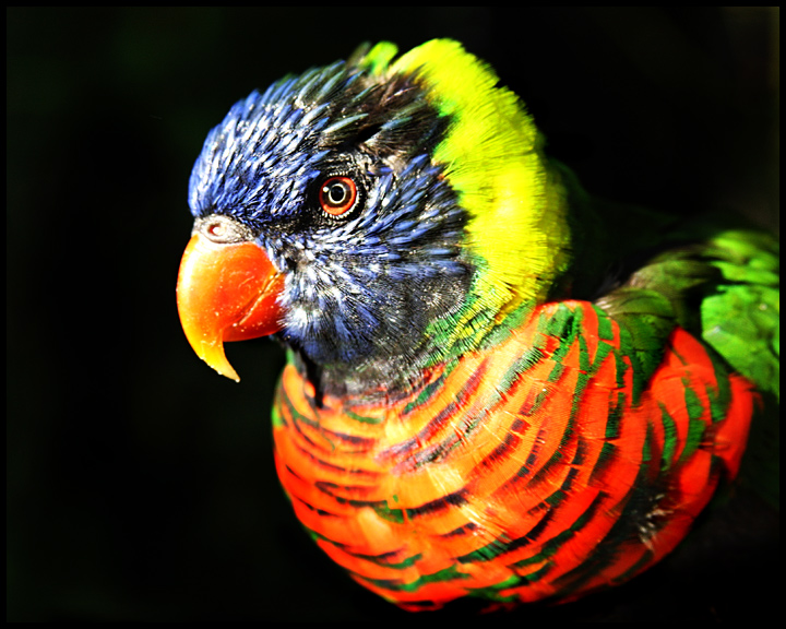 Polly