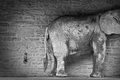 PhillyZoo-21-Edit-2.jpg