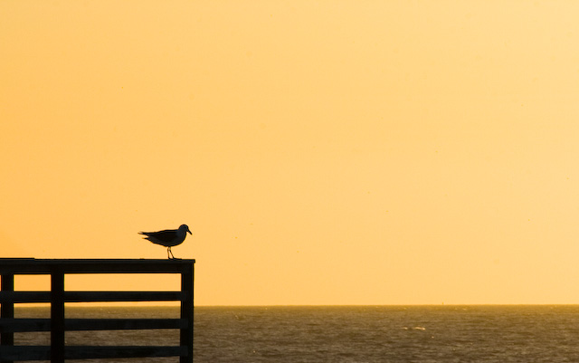 Pismo-125-Edit.jpg