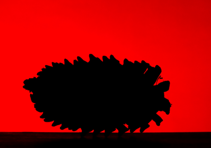 Day 2 - Red Pinecone