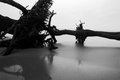 driftwood.jpg