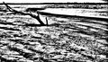 driftwood5.jpg