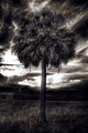 Palmetto-2.jpg