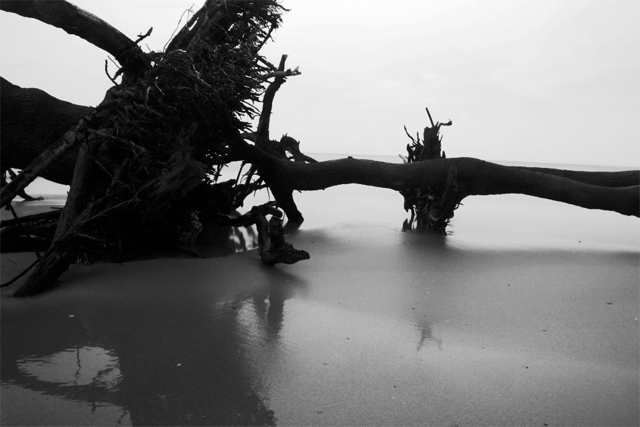 driftwood.jpg