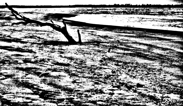 driftwood5.jpg