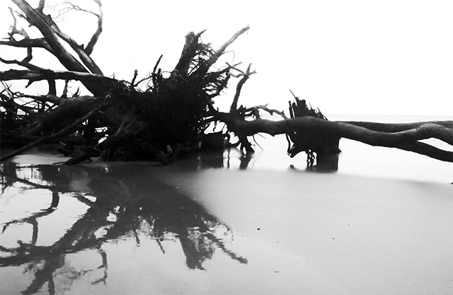 driftwood7.5.jpg