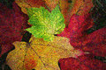 Autumn Leaves