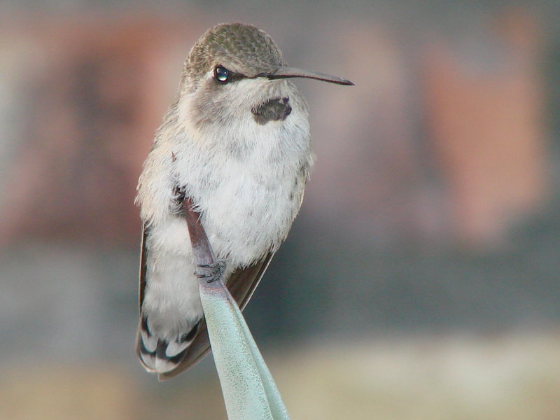 Hummingbird