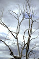 Silver Tree