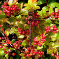 Brown Darner