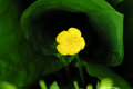 Sheltered Buttercup
