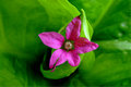 greenandpink