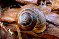 Spiral Shell