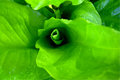 Spring Green