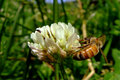 Cloverbee