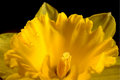 Daffodil