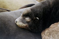Sleeping Sealion