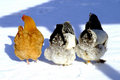 End of Hens