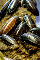 Cockroaches