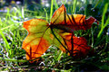 Auburn and Green