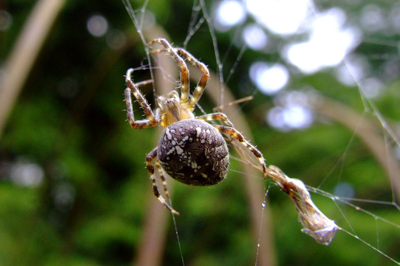 "Come into my parlor" said the spider to the fly