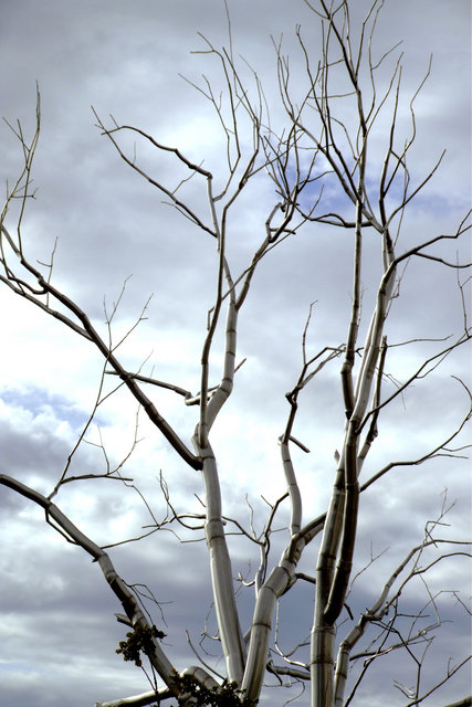 Silver Tree