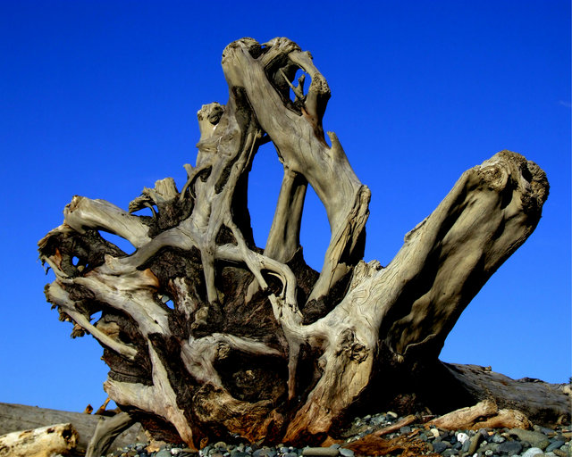 Driftwood in the Sun