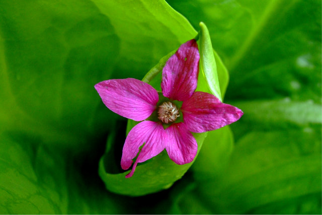 greenandpink