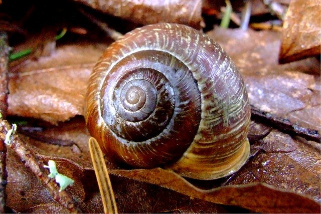 Spiral Shell