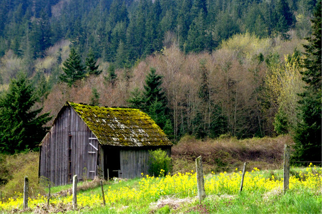 Spring Meadow