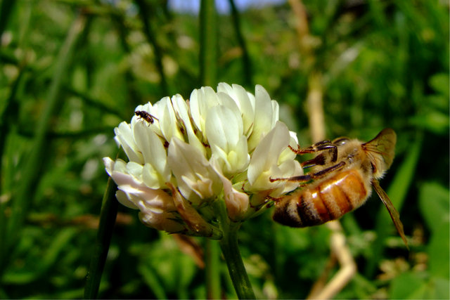 Cloverbee