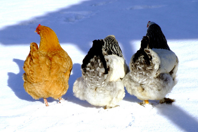 End of Hens
