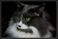 Mittens Portrait