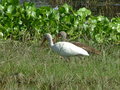 Did you hear the one about the Great Blue Heron? 