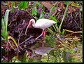 Ibis edited