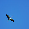 Glossy Ibis