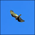 Turkey Buzzard
