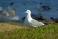 Gull