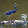 Blue Heron
