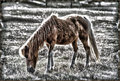 Pony