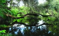 Lagoon