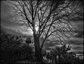 IR Backlit Tree