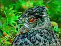 TA Hawk