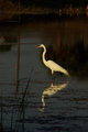 Egret Original