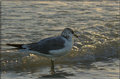 Sea Gull Clean