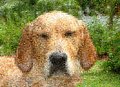image-mosaic Rex (see full size)