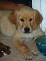 Puppy Rex