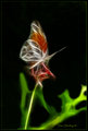 Fractal Butterfly